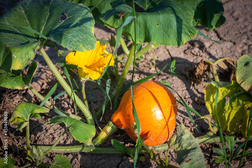 hokaido pumpkin growing in the garden photo