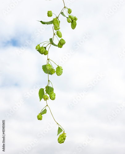 Hopfenranke vor weissem Hintergrund