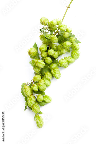 Hopfenranke vor weissem Hintergrund