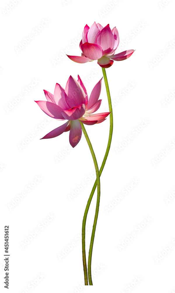 Beautiful pink lotus flower isolate is on white background 
