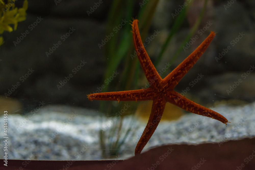 Odontohenricia Violacea Starfish In The Ocean. Ecosystem Odontohenricia Violacea Starfish In The Ocean. Ecosystem