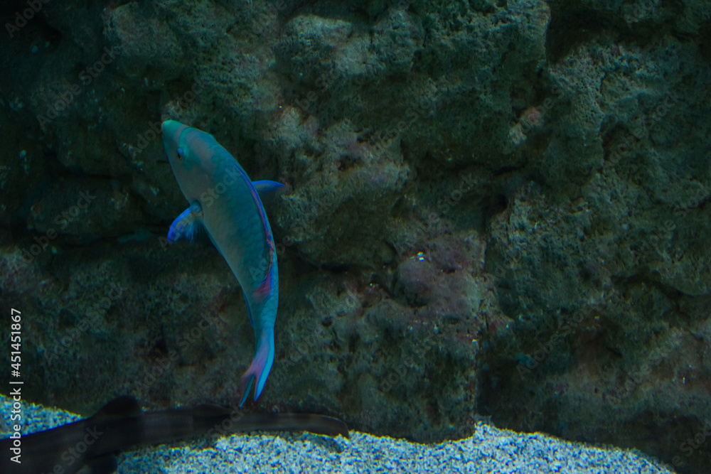 Fototapeta premium Exotic Fish Swimming Among Corals In Ocean. Ecosystem