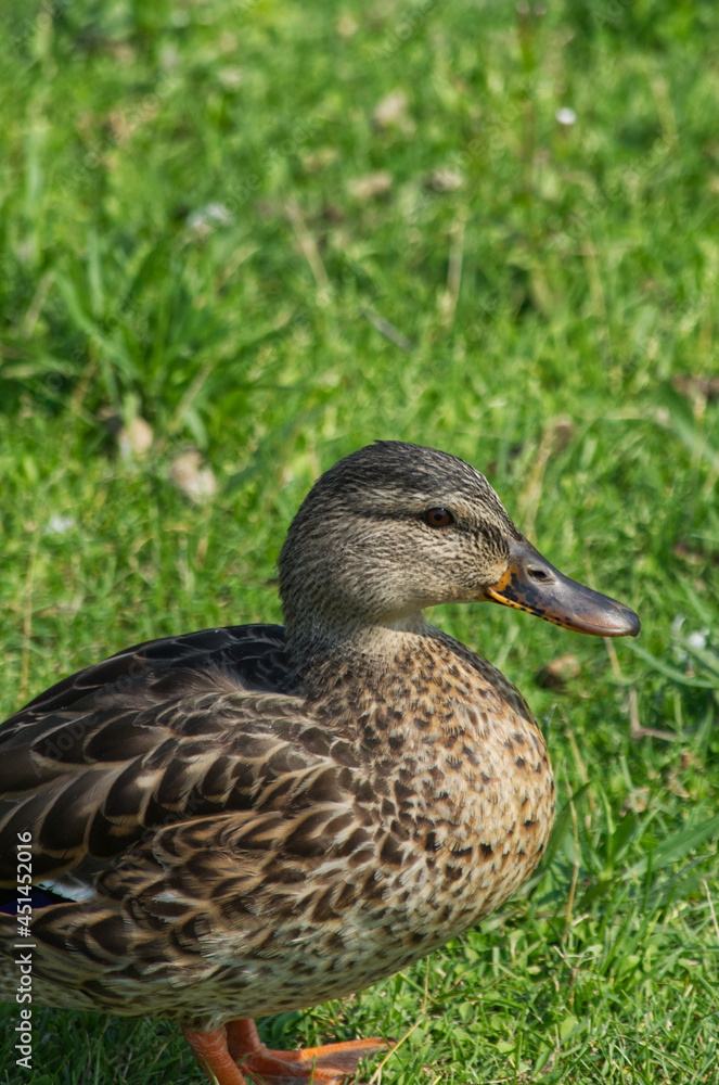 Female Mallard Duck (Anas Platyrhynchos) on the Grass Female Mallard Duck (Anas Platyrhynchos) on the Grass