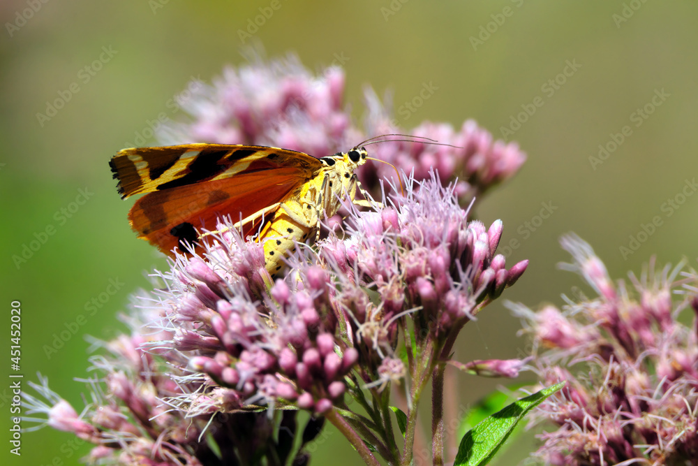 Nature photography with a day-flying moth Jersey tiger euplagia quadripunctaria on a pink plant hemp agrimony eupatorium cannabinum and blurred background - Stockphoto Nature photography with a day-flying moth Jersey tiger euplagia quadripunctaria on a pink plant hemp agrimony eupatorium cannabinum and blurred background - Stockphoto