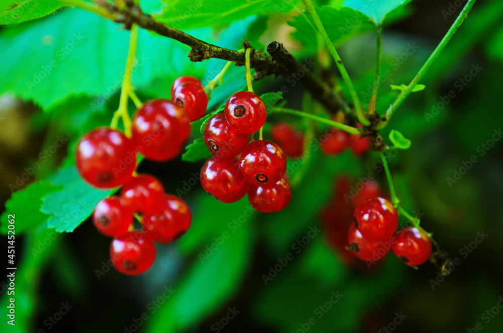 Redcurrant berries are growing in the summer garden. Close up. Bunch of berries with fresh green leaves. Redcurrant berries are growing in the summer garden. Close up. Bunch of berries with fresh green leaves.