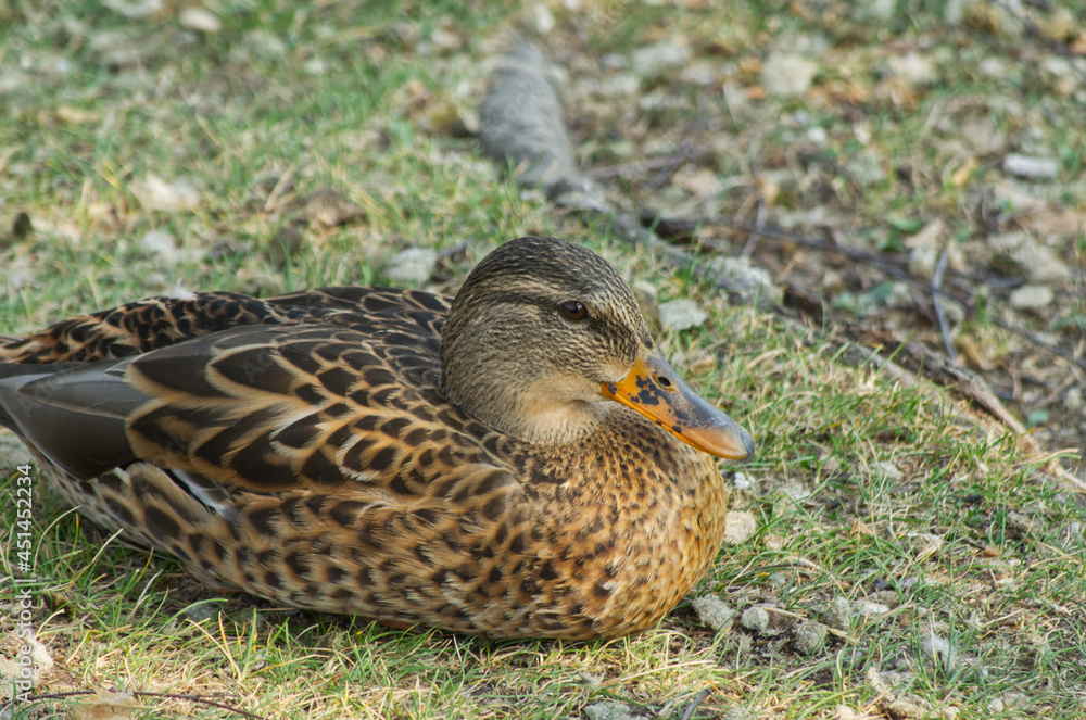 Female Mallard Duck (Anas Platyrhynchos) on the Grass Female Mallard Duck (Anas Platyrhynchos) on the Grass
