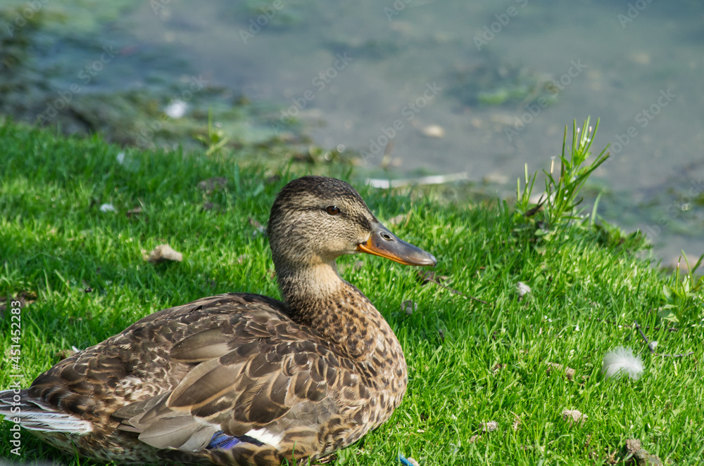 Female Mallard Duck (Anas Platyrhynchos) on the Grass Female Mallard Duck (Anas Platyrhynchos) on the Grass