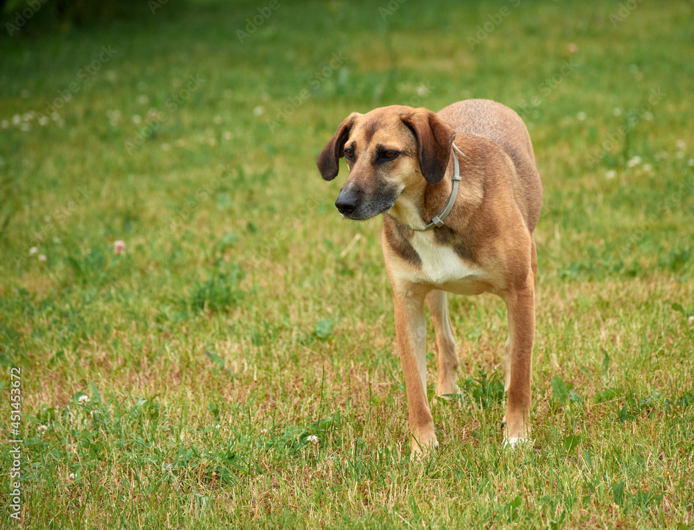 A selective focus shot of a brown dog on the green grass