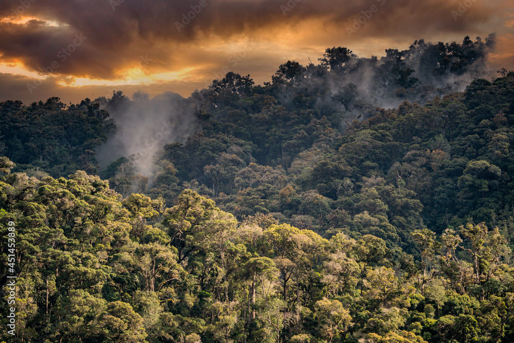 beautiful rainforest in costa rica south america.