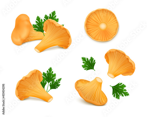 Fresh chanterelle mushrooms with green leaves of parsley isolated on white background. Realistic vector illustration. 