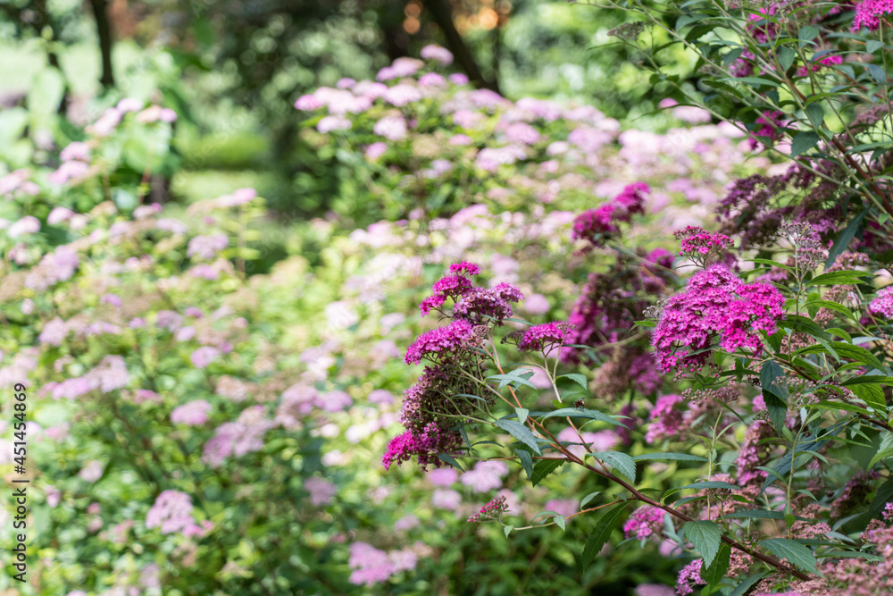 Lush flowering pink bushes of Japanese spirea on a sunny day in the park Lush flowering pink bushes of Japanese spirea on a sunny day in the park