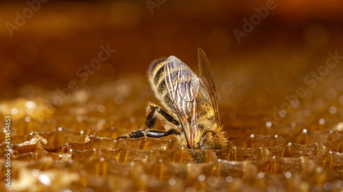 Honey bee looking for honey.