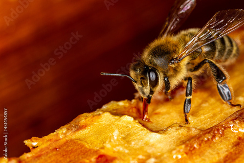 Honey bee on a frame.