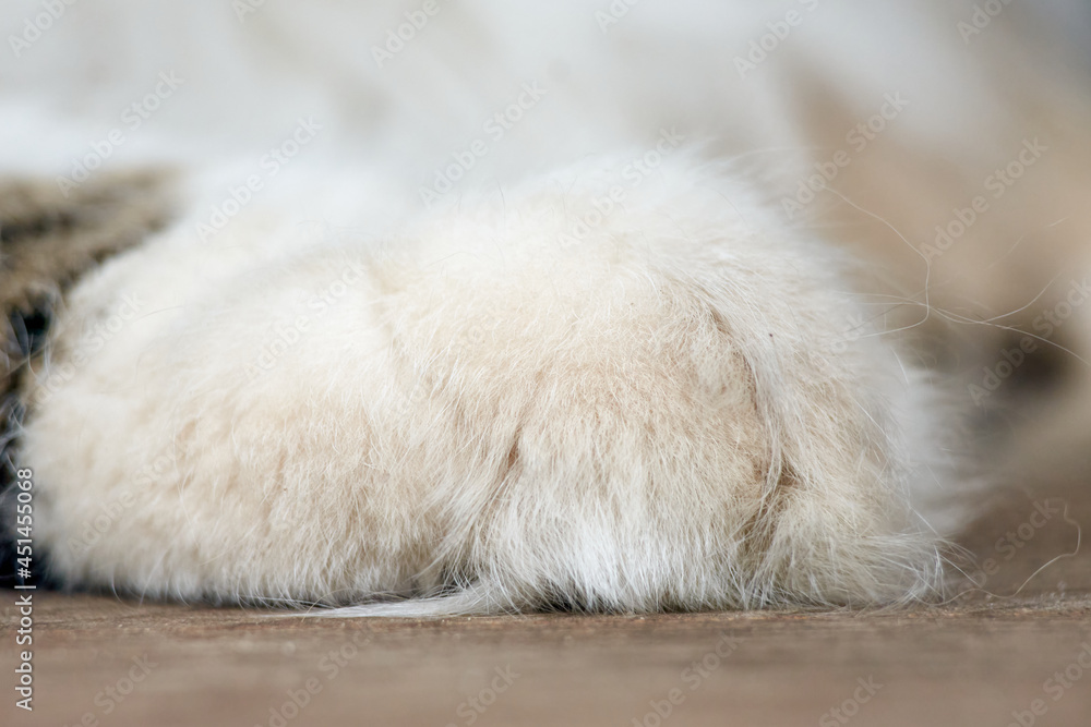 A closeup shot of a white furry cat paw A closeup shot of a white furry cat paw