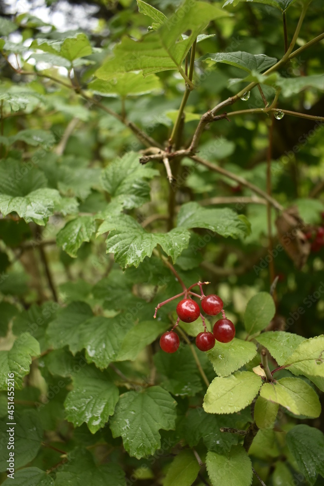 Gros plan sur fruits et feuilles de cassis après la pluie Gros plan sur fruits et feuilles de cassis après la pluie