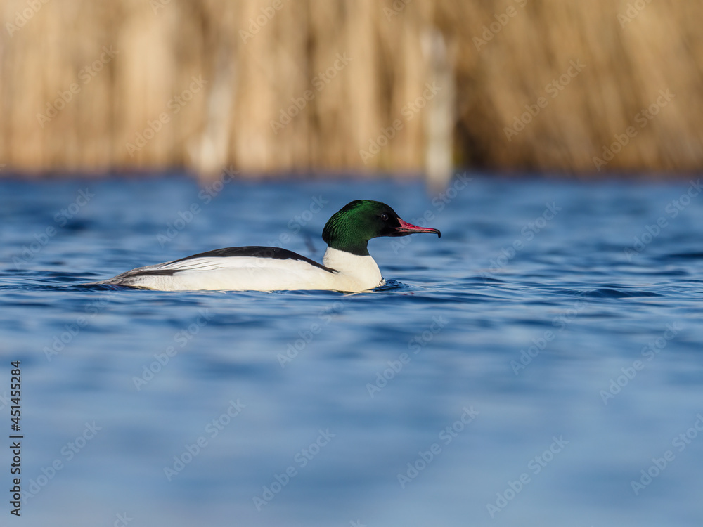 Beautiful nature scene with bird Common merganser (Mergus merganser). Wildlife shot of Common merganser (Mergus merganser) on the pond. Common merganser (Mergus merganser) in the nature habitat. Beautiful nature scene with bird Common merganser (Mergus merganser). Wildlife shot of Common merganser (Mergus merganser) on the pond. Common merganser (Mergus merganser) in the nature habitat.