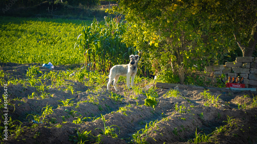 Naklejka premium Naturaleza