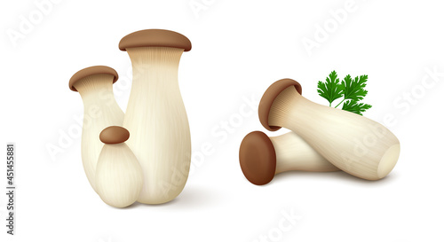 Groups of fresh king oyster mushrooms (lying down and standing) with green leaf of parsley isolated on white background. Realistic vector illustration. photo