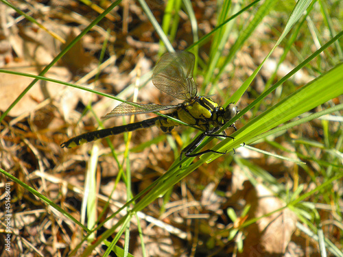 dragonfly on a green grass © Алёна К