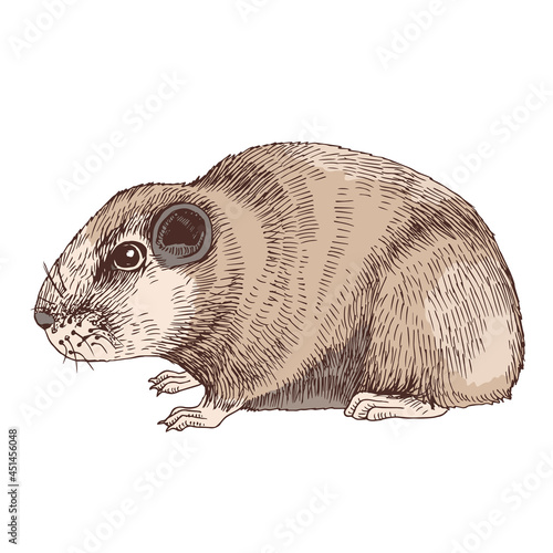 African common Gundi. Hand drawn sketch