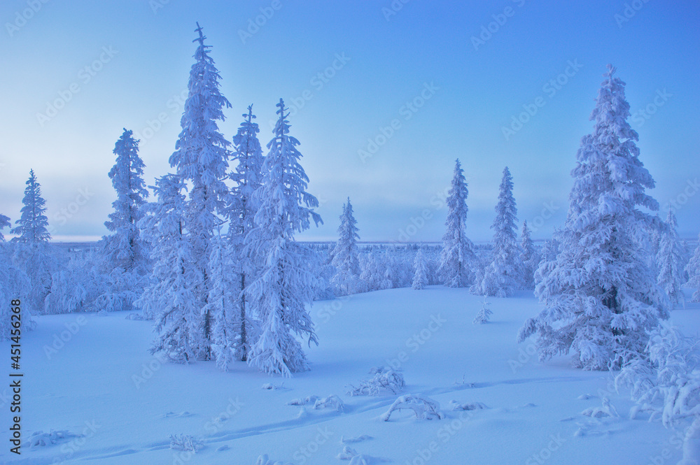 Naklejka premium winter landscape with trees