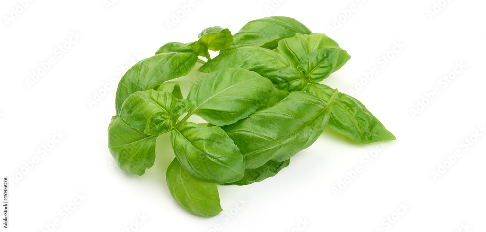 Basil herb, cooking condiments, isolated on white background. High resolution image. Basil herb, cooking condiments, isolated on white background. High resolution image.