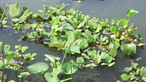 Green grass (Common water hyacinth, hon ngung choi, water cabbage etc) floating in the river with a natural background photo