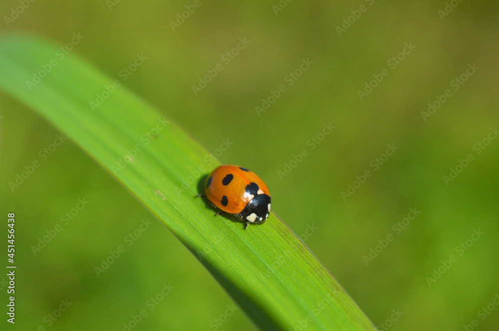 ladybug on green leaf ladybug on green leaf