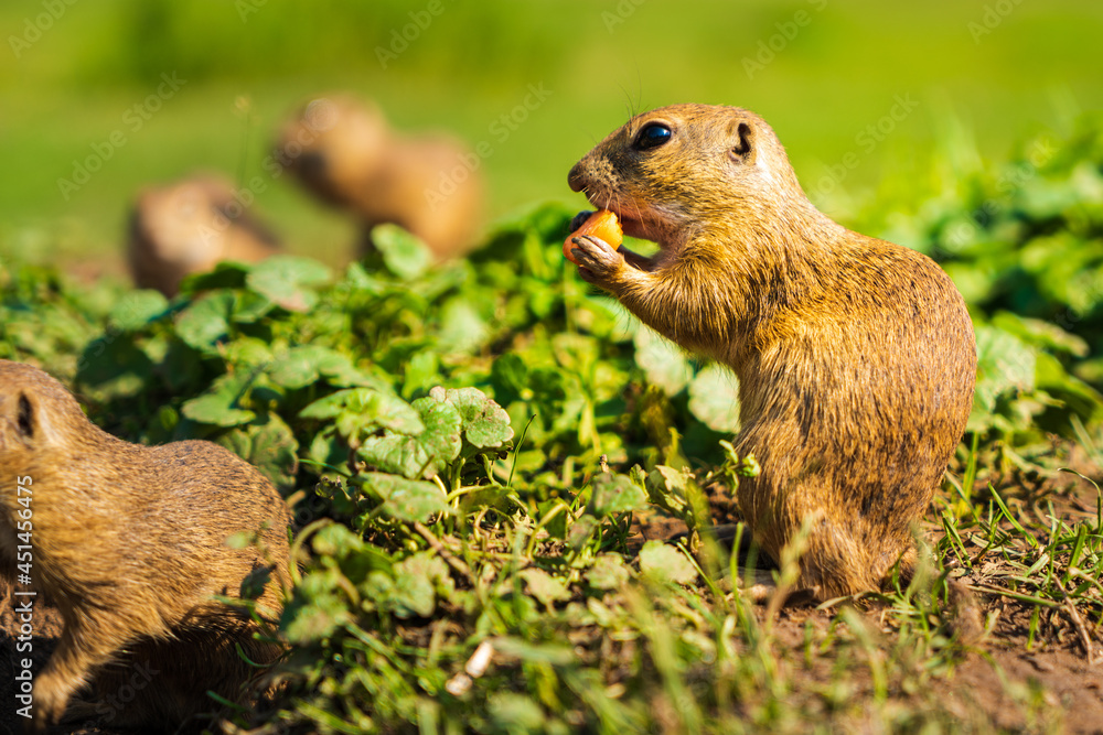 European ground squirrel in grass, Slovakia European ground squirrel in grass, Slovakia