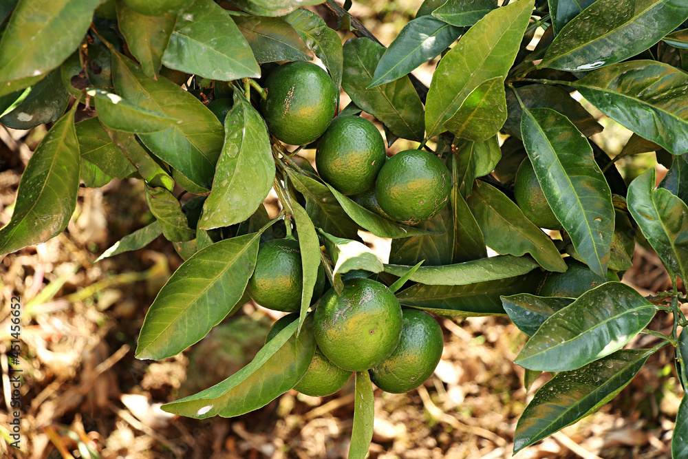 unripe green tangerine, green tangerine, tangerine unripe green tangerine, green tangerine, tangerine
