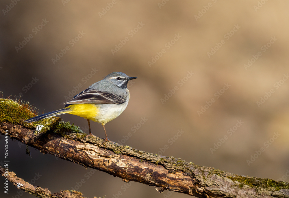 Obraz premium Beautiful nature scene with Wagtail (Motacilla cinerea). Wildlife shot of Wagtail (Motacilla cinerea) on the branch.