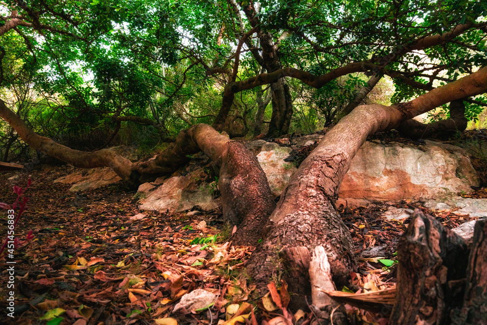 Tree trunks growing at ground level, in a fresh and lush Mediterranean forest. 