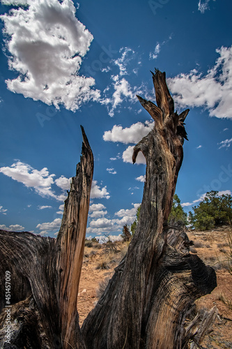 DEAD JUNIPER AND BLUE SKY WITH CLOUDS UTAH