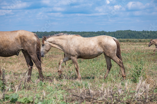 A herd of horses grazes on an overgrown field  and wanders unattended.