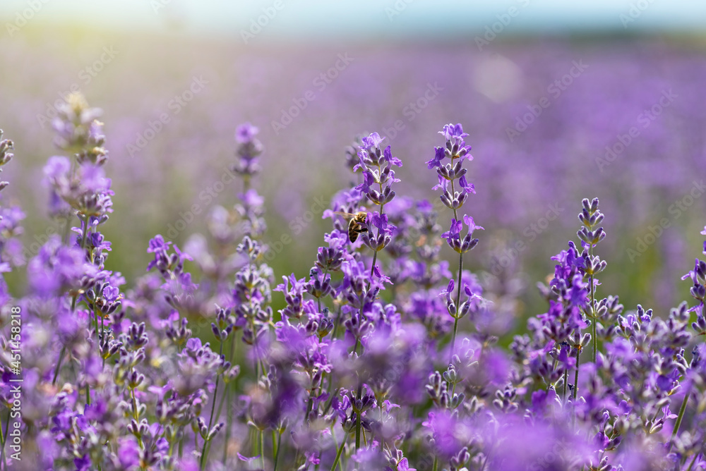 Obraz premium Blooming lavender in a field at sunset