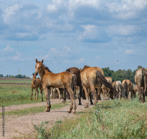 A herd of horses grazes on an overgrown field  and wanders unattended.