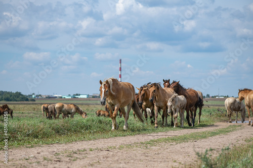 Fototapeta Naklejka Na Ścianę i Meble -  A herd of horses grazes on an overgrown field, and wanders unattended.
