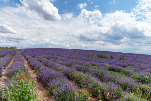 Lavender fields. Beautiful image of lavender field.
