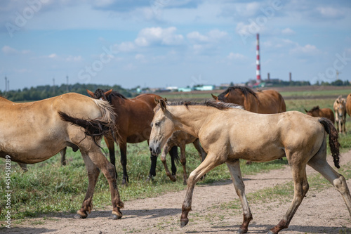 A herd of horses grazes on an overgrown field, and wanders unattended.