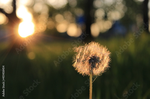 ripe dandelion in late summer at sunset