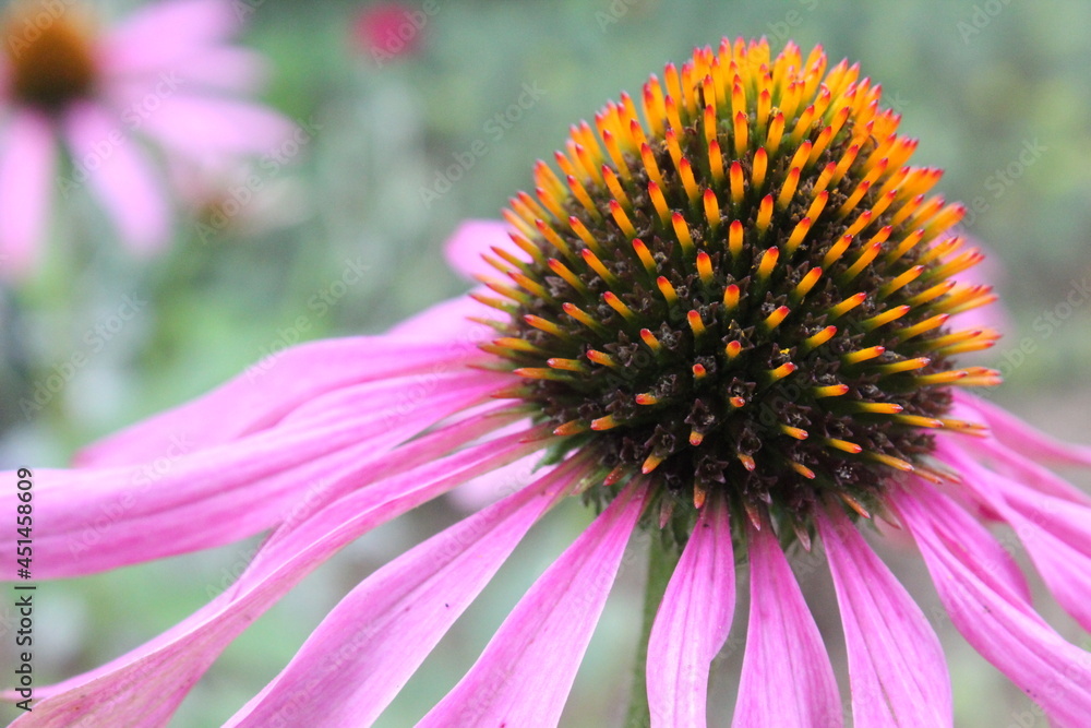 Echinacea purpurea on a warm summer evening Echinacea purpurea on a warm summer evening