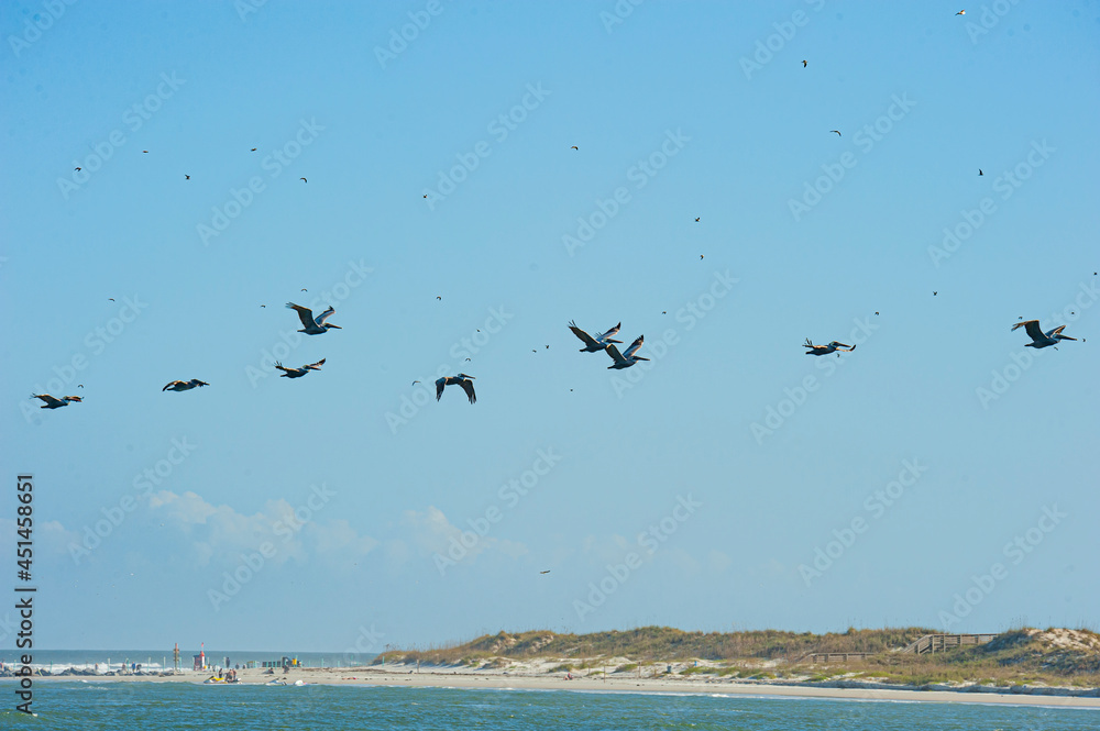Pelicans and gulls in flight over Ponce Inlet, FL