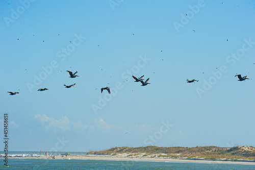 Pelicans and gulls in flight over Ponce Inlet  FL