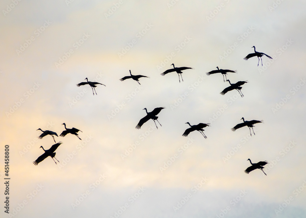 Fototapeta premium Wintering Sandhill Cranes alight at Paynes Prairie State Park, Florida