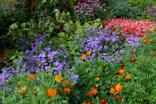Fototapeta Naklejka Na Ścianę i Meble -  field of colorful flowers