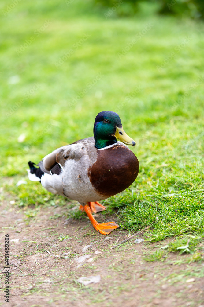 Obraz premium duck in the grass