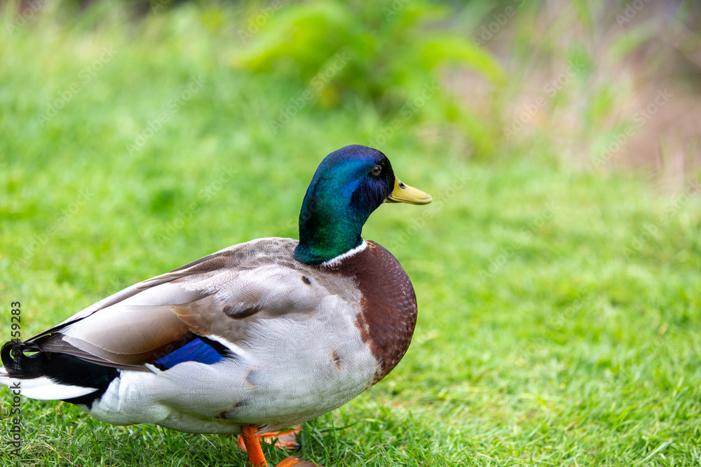 duck in the grass duck in the grass