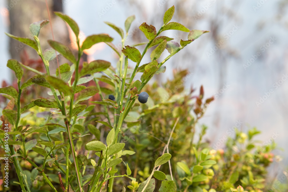 Forest fire in Russia. Fire. Rescuers. Forest. Problems. Burning hell. Fire in Karelia.