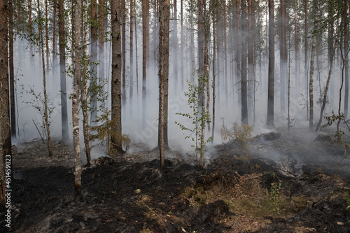 Forest fire in Russia. Fire. Rescuers. Forest. Problems. Burning hell. Fire in Karelia.