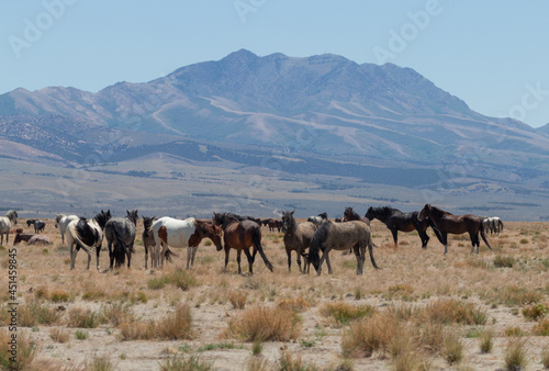 Herd of Wild Horses in the Utah Desert © equigini